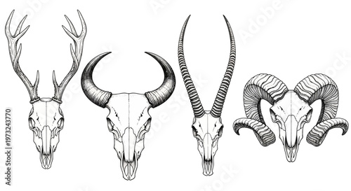 A striking monochrome illustration showcasing four distinct animal skulls with prominent horns and antlers, arranged for a bold display