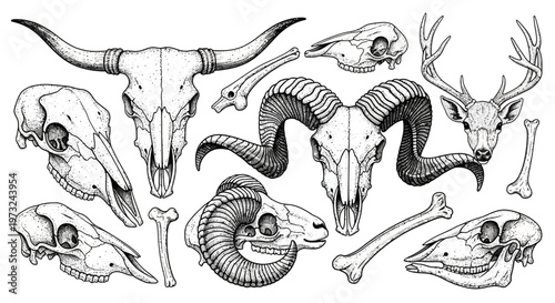 Collection of Various Animal Skulls and Bones Hand-Drawn in a Detailed Sketch Style