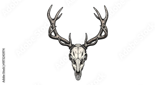 Detailed illustration of a majestic stag skull with impressive antlers, evoking a sense of wilderness and natural beauty
