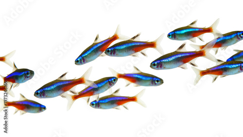 Obraz na plátně Isolated school of vibrant Neon Tetra tropical aquarium fish swimming gracefully