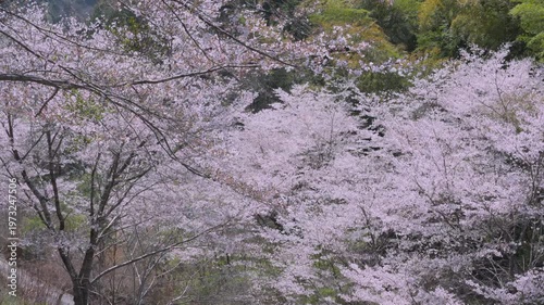 「雨山の郷の桜」和歌山県紀美野町 Cherry Blossoms at Ameyama-no-Sato in Kimino, Wakayama, Japan