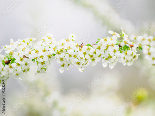 春の公園や花壇を彩るユキヤナギの花のある風景。雨上がりの水滴のある爽やかな雰囲気。自然風景素材