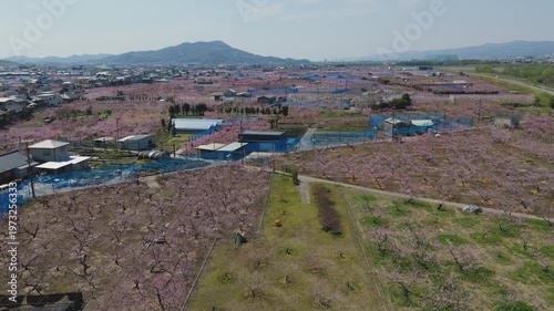 「桃源郷・桃の花開花」和歌山県紀の川市 Peach Blossoms in the Peach Blossom Village of Kinokawa, Wakayama, Japan