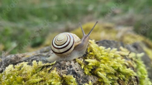 Banded snail slowly crawling on moss-covered rock in damp forest environment, close-up macro view of small mollusk in natural habitat with detailed texture and calm nature atmosphere.