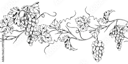 Flowing grapevine seamless banner with grape clusters and organic foliage hand drawn in ink style. Botanical vector illustration. Wine menus, branding strips, wrapping design, website header accents.