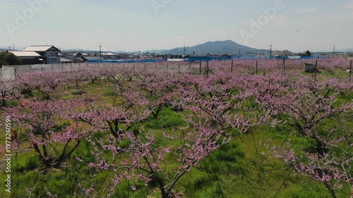 「桃源郷・桃の花開花」和歌山県紀の川市 Peach Blossoms in the Peach Blossom Village of Kinokawa, Wakayama, Japan
