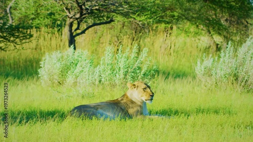 A pair of maneless lions (Panthera leo) in kruger national park of tanzania.