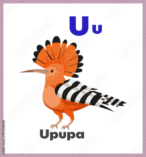 Upupa letter U english alphabet card children