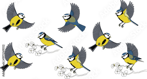 Cartoon birds in colorful vector illustration of flying and perching blue tits with branches and flowers