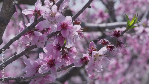 「桃の花」和歌山県紀の川市 あら川の桃