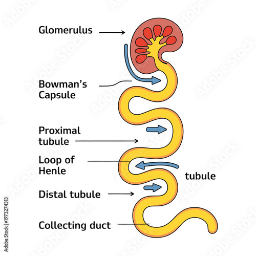 Diagram of the human nephron illustrating kidney filtration and tubular reabsorption