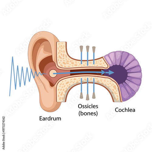 Anatomy of the human ear a detailed illustration of sound transmission