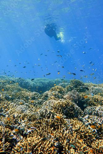 Indonesia, Flores, Maumere – snorkeler swimming above a wide coral reef with diverse marine life and tropical fish in clear blue ocean water.