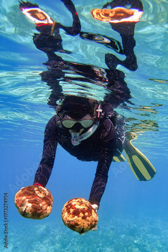Indonesia, Flores, Maumere – snorkeler holding two cushion stars (Culcita novaeguineae) underwater in clear blue ocean water.