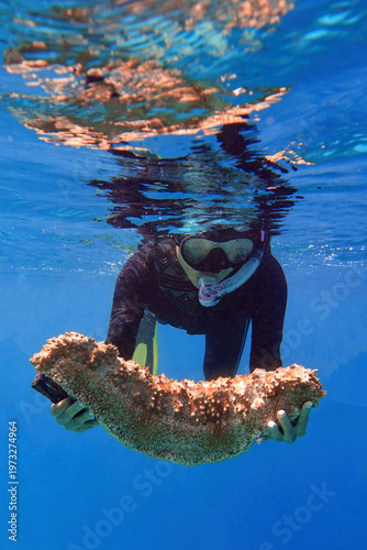 Indonesia, Flores, Maumere – female snorkeler holding a sea cucumber (Pearsonothuria graeffei) underwater in clear blue ocean water.