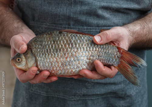 Cook holds a fresh raw crucian in his hands. River organic fish. Selective focus