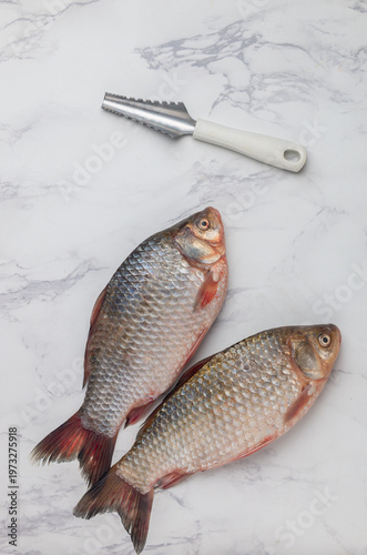 Two fresh raw crucian carp and a knife for removing scales on a marble table. Selective Focus, top view, and Copy space