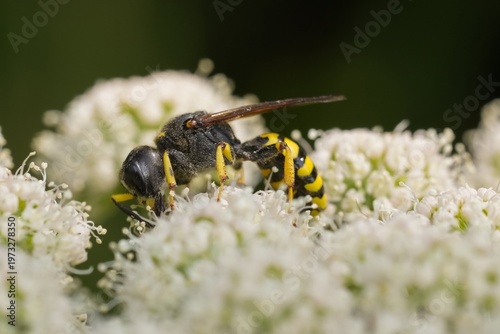 Фотография Closeup on a large crabronid wasp, Ectemnius fossorius feeding on white Angelica