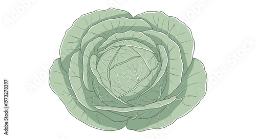 Green Succulent Plant Closeup View.