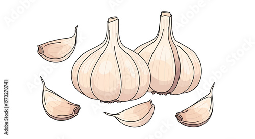Two bulbs of garlic with cloves.