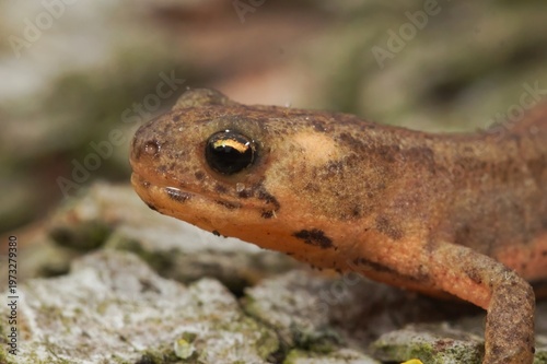 Fotografie Closeup of a juvenile terrestrial banded newt, Ommatotriton ophryticus, on a woo