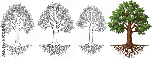 Tree Growth and Root System Set Featuring Detailed Leafy Trees with Visible Roots Black Outline and Colored Nature Illustration Vector Collection