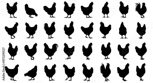 Collection of diverse chicken silhouettes in various poses and actions isolated on a clean white background representing poultry farming and farm life concepts