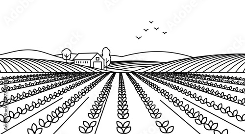 Rows of young green plants growing.