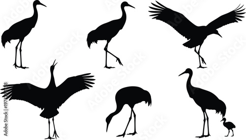 Set of crane bird silhouettes in different dynamic poses with white background with wings spread with large bird with wading bird