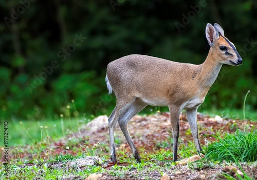 Grey Duiker antelope grazing in a green area in South Sudan