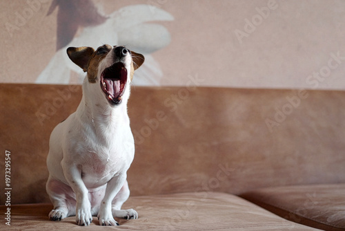 Φωτογραφία Funny Jack Russell Terrier yawning or barking on a sofa