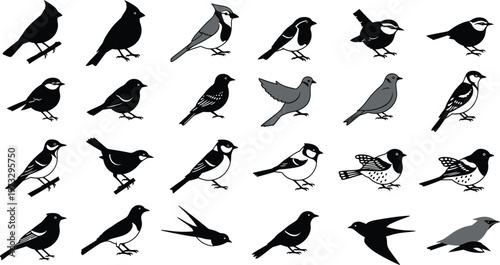 Variety of small birds perched on branches, including blue jay and sparrow silhouettes, bird silhouettes, avian species, types of birds, white background, backyard birds, garden birds, bird watching
