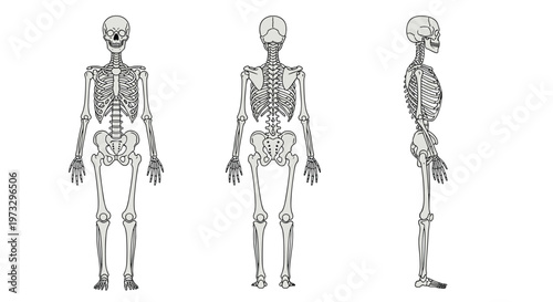 Three complete grey human skeletons are presented in front, back, and side profile views to provide a comprehensive anatomical study of the body frame.