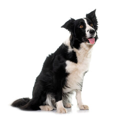 black and white border collie