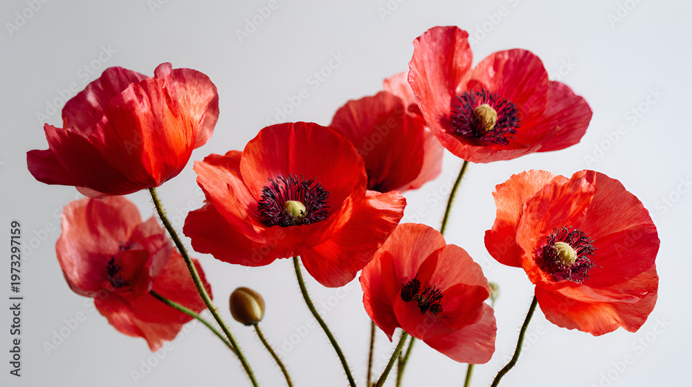 Obraz premium Vibrant red poppy flowers isolated on a clean background, delicate floral arrangement for spring designs and botanical themes