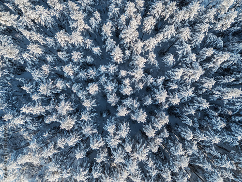 Top-down aerial view of winter snow covered pine forest on sunny day. No people