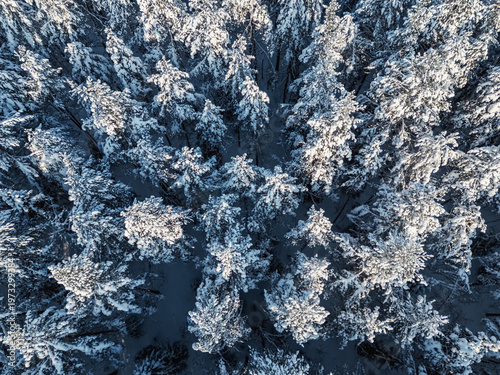 Top-down aerial view of winter snow covered pine forest on sunny day. No people
