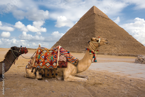 Camels in colorful decoration await tourists in front of Great Pyramids on sunny day, Cairo, Egypt