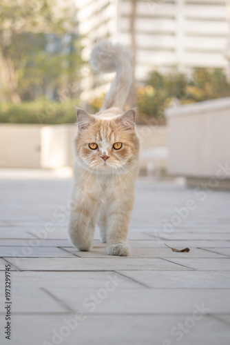 Cute light haired kitten with charming eyes walks outdoors against blurred urban background at day