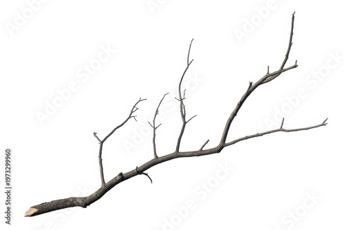 Bare Tree Branch For Nature And Seasonal Concepts
