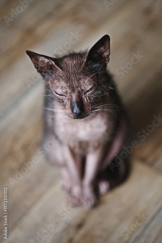 High angle view of tired Lykoi cat sitting on hardwood floor.  Vertical image with selective focus. 