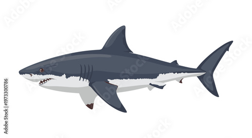 A sleek great white shark is depicted in a profile illustration emphasizing its streamlined body and dark grey dorsal coloration against a white background.