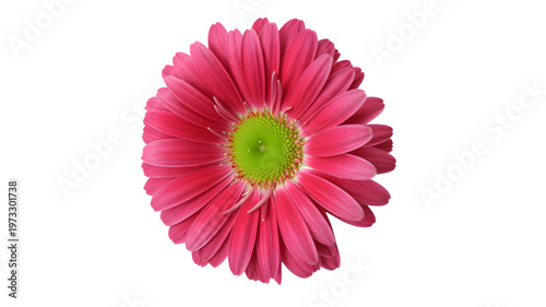 Pink Gerbera daisy flower, vibrant pink petals, green center, floral decoration
