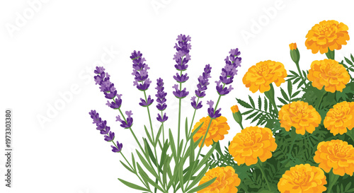 A vibrant botanical illustration features tall purple lavender spikes and bushy orange marigold flowers arranged neatly against a pristine white backdrop.