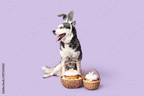 Adorable Husky dog with bun...