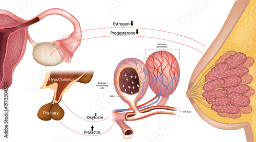 Hormonal regulation of lactation, prolactin and oxytocin mechanism, breast milk production, estrogen and progesterone decrease. Lactation hormones
