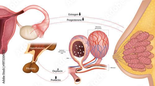 Hormonal regulation of lactation, prolactin and oxytocin mechanism, breast milk production, estrogen and progesterone decrease. Lactation hormones
