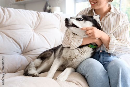 Woman brushing Siberian Hus...