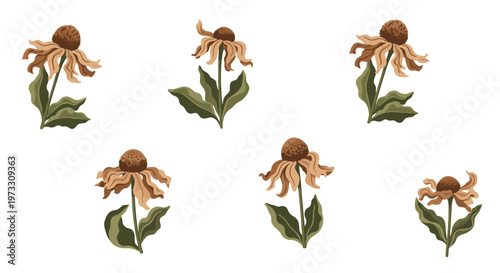 A collection of six withered echinacea flowers with textured brown centers and drooping tan petals is displayed against a clean and minimalist white.