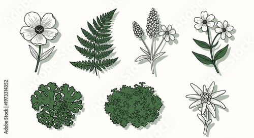 Collection of hand-drawn botanical illustrations featuring flowers, fern, and lichen